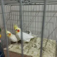 پرنده