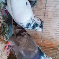 شازده نوک قنار ماده / کله دم سبز نوک جمع نر