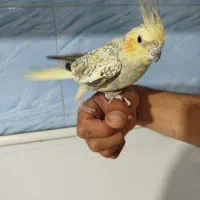عروس هلندی