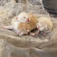 گربه نر (جفت گیری)|گربه|زنجان, |دیوار