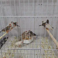 قناری . فنچ و مرغ عشق|پرنده|تربت‌حیدریه, شهرک ولیعصر|دیوار