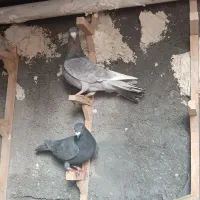 یک جفت کفتر