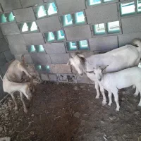 کهره