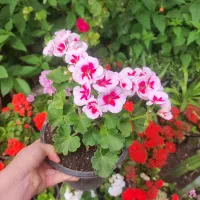 گل طبیعی کوچیک تا بزرگ