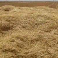 مقدار ۱۶ باک کاه گندم دیم ریزکوب