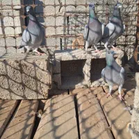 جوجه پلاکی خاص|پرنده|آذرشهر, |دیوار