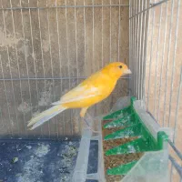 قناری سفید طلایی مست|پرنده|شیراز, کوشک میدان|دیوار