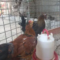 جوجه مرغ و خروس