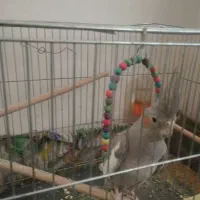 عروس هلندی|پرنده|فولادشهر, مسکن مهر فولادشهر|دیوار