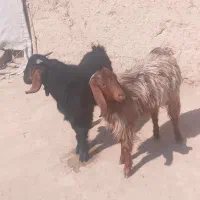 فرش .. کهره نر  چاق بز جفت 12500