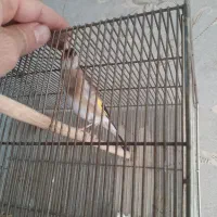 سهره|پرنده|تهران, افسریه شمالی|دیوار