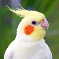 فروش عروس هلندی  سخنگو