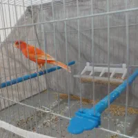 قناری|پرنده|اردبیل, |دیوار