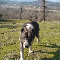 واگذاری سگ خراسانی|سگ|شفت, |دیوار