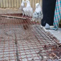 ۳تا طوقی شازده کرمانشاهی