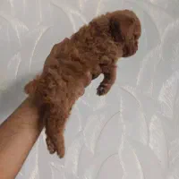 پودل دارک رد|سگ|اصفهان, وحید|دیوار