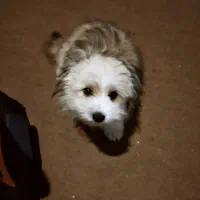 سگ واگزاری شده|سگ|آمل, |دیوار