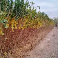 هرس درخت باغبانی صفرتاصد|خدمات باغبانی و درختکاری|مشهد, توس (بلوار توس)|دیوار