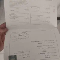 اسب نریون سیلمی سوارکاری .تبارنامه دار|اسب و تجهیزات اسب‌سواری|فولادشهر, C4|دیوار