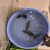 یک جفت گرین اسکات -یک جفت اسکار-یک عدد جلبک خوار