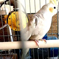 طوطی عروس ومرغ عشق|پرنده|تاکستان, |دیوار