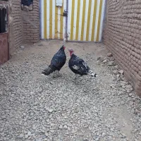 دو عدد بقلمون نر