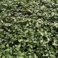 نشاگوجهفرنگی بدرو وبریویو دستگیردریافت سفارش