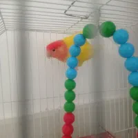 طوطی کتوله برزیلی|پرنده|شهر بابک, |دیوار