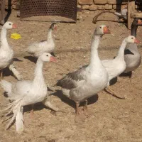 غاز|پرنده|زالیان, |دیوار