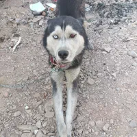 هاسکی جفت با توله