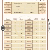 فروش اسب مادیان|اسب و تجهیزات اسبسواری|ماهیدشت, |دیوار
