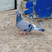 کفتر پرنده3تا ماده پلاکی درجه یک|پرنده|کارون, |دیوار