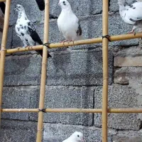 کبوتر پرشی|پرنده|رشت, بیجارپس|دیوار