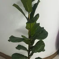 گیاه لیراتا سالم و پربرگ مناسب برای دکوراسیون مدرن