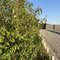 باغچه محوطه سازی شده فرارت(قابل معاوضه)|فروش زمین و ملک کلنگی|شهریار, فرارت|دیوار