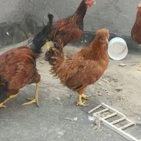 مرغ و خروس|حیوانات مزرعه|تربت‌حیدریه, منظر|دیوار