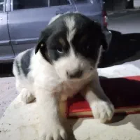 سگ توله|سگ|گلستان (تهران), |دیوار