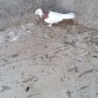 دو عدد طوقی نر|پرنده|پیر بکران, |دیوار