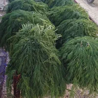 شوید|خوردنی و آشامیدنی|دزفول, |دیوار