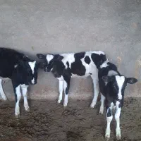 گوساله‌شیر‌گرفته‌گاو‌تلیسه‌سیمنتال