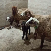 یک قوچ دو ماده و دو بره