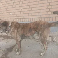 سگ سرابی