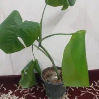 گل و گیاه طبیعی