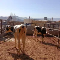 گوساله|حیوانات مزرعه|چگنی, |دیوار