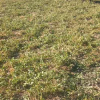 بز نر پاکستانی|حیوانات مزرعه|همدان, |دیوار