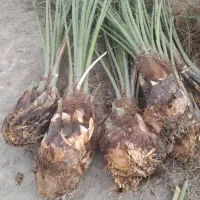 پاجوش پیارم