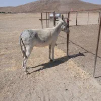 الاغ|حیوانات مزرعه|کبودرآهنگ, |دیوار