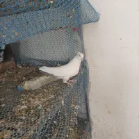 کبوتر کفتر|پرنده|شیراز, کوشک بیدک|دیوار