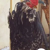 فروش خروس ریشو و نیمچه مرغ پاپر و مرغ محلی