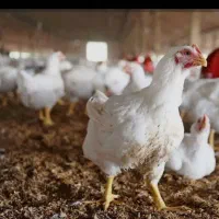 استخدام کارگر ساده مرغداری‌